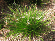 Rain lily-Zephyranthes